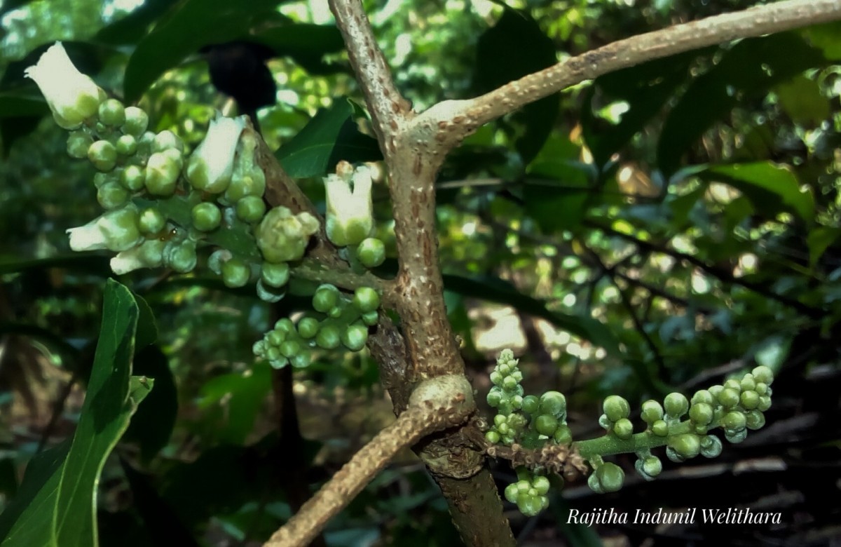 Lepisanthes tetraphylla var. trichocarpa (Thwaites) Wadhwa & Meijer